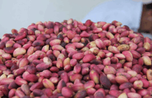 Şanlıurfa’da Fıstık Fiyatları Rekor Seviyeye Ulaştı