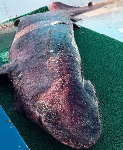 4 Metre Uzunluğunda Köpek Balığı İşte Böyle Ağa Takıldı!