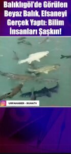 Balıklıgöl Dünyayı Şaşırttı! Beyaz Balığın Sırrı öğrenildi..