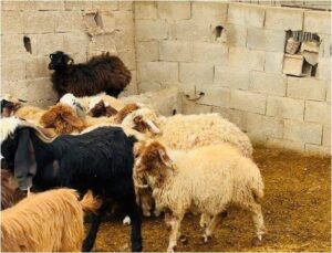 Şanlıurfa'da Başıboş Köpek Dehşeti: 5 Koyun Telef Oldu