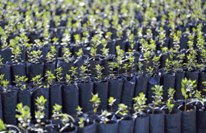 Şanlıurfa’da Çiftçiye Müjde! Fıstık Fidanı Desteği Başladı