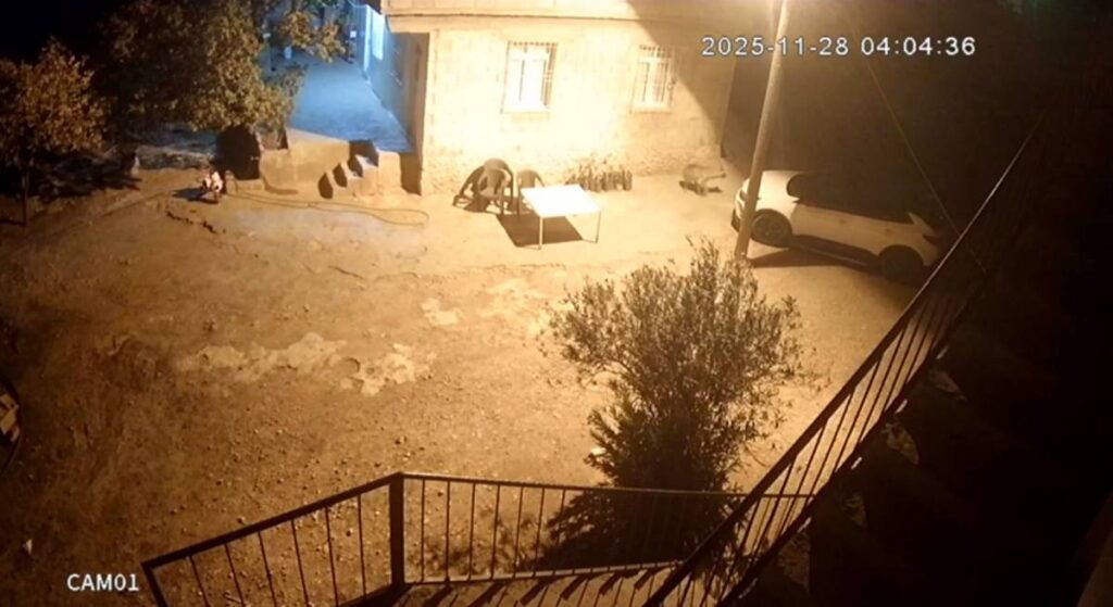 Şanlıurfa’da Sırtlanlar Gece Kümese Girip Tavukları Çaldı