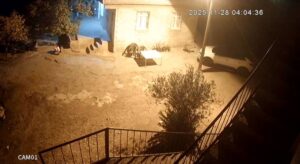 Şanlıurfa’da Sırtlanlar Gece Kümese Girip Tavukları Çaldı