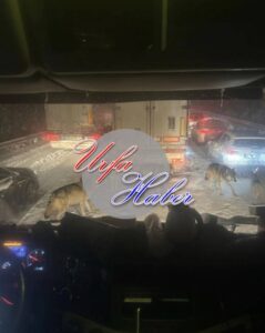 Aç Kurtlar Bu Kezde Suruç'ta Gurup Halinde İlçe Merkezinde!