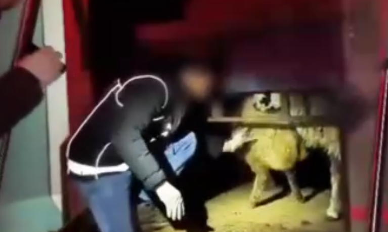 Koyunların Karnından Uyuşturucu Fışkırdı