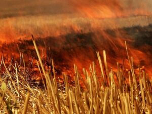 Şanlıurfa'da Anız Yangını: 1 Ölü!