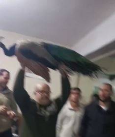 Şanlıurfa'da Ezber Bozan Satış: Herkesin İlgi Odağı Oldu!