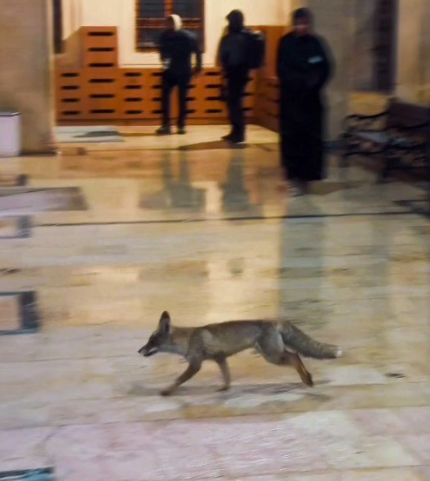 Şanlıurfa’da Tilki Balıklıgöl’e İndi
