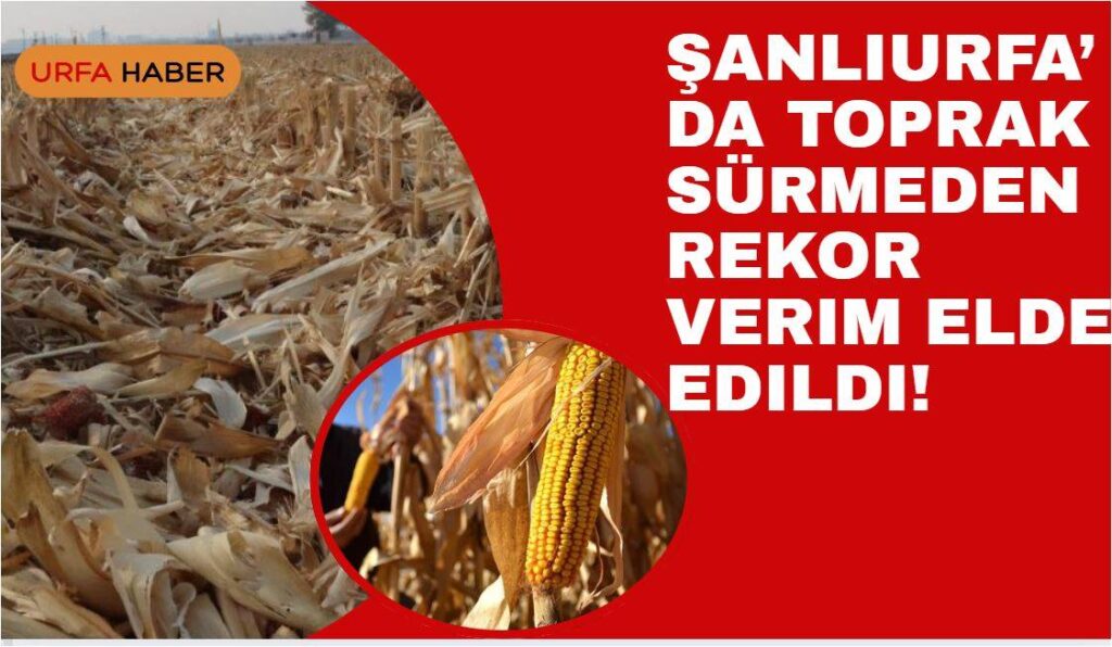 Şanlıurfa’da Toprak Sürmeden Rekor Verim Elde Edildi!