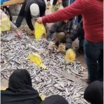 Şanlıurfa’da Yola Saçılan Balıklar Vatandaşa Gitti