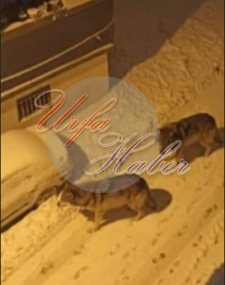 Şanlıurfa'daki Kurt İddiaları Yapay Zeka Çıktı!