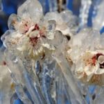 Türkiye’de Zirai Don Alarmı: Sıcak Kış Kapıda