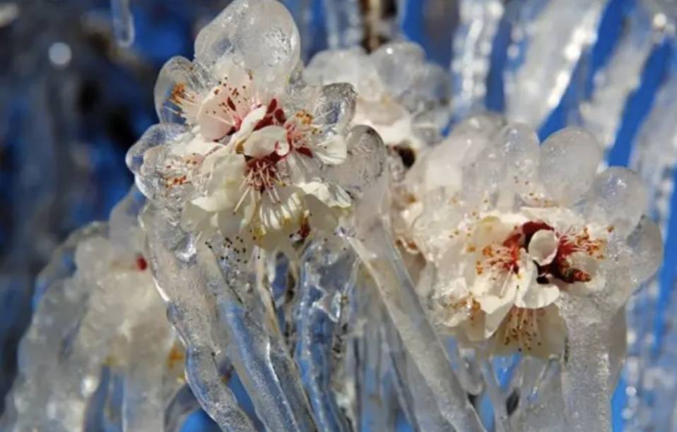 Türkiye’de Zirai Don Alarmı: Sıcak Kış Kapıda