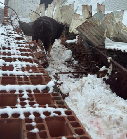 Diyarbakır’da Kar Nedeniyle Ahır Çöktü: 11 Hayvan Telef Oldu