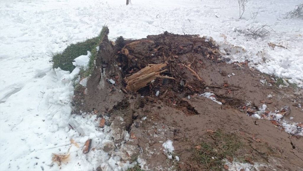 Karın Ağırlığına Dayanamayan Ağaçlar Devrildi