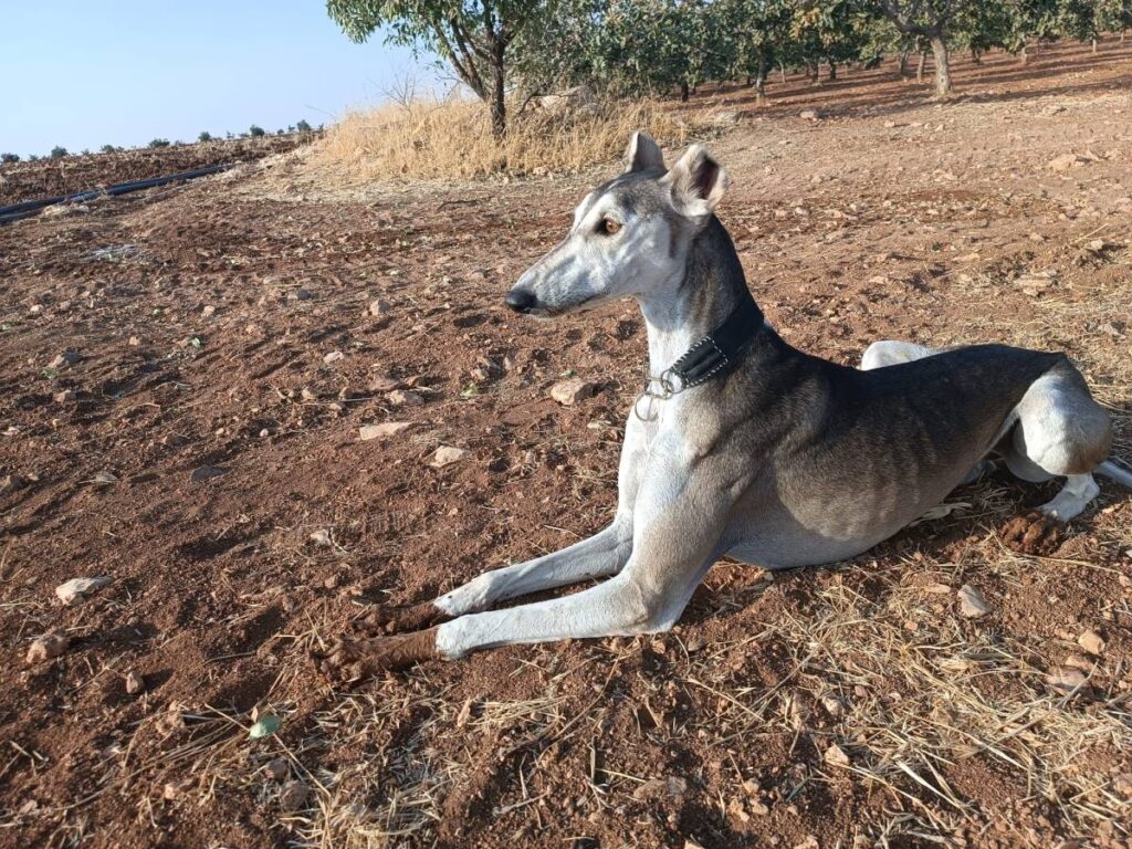 Şanlıurfa Kırsalında Nefes Kesen Kovalamaca Dronla Görüntülendi