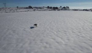 Tilki İle Dronun Eğlenceli Mücadelesi Kamerada
