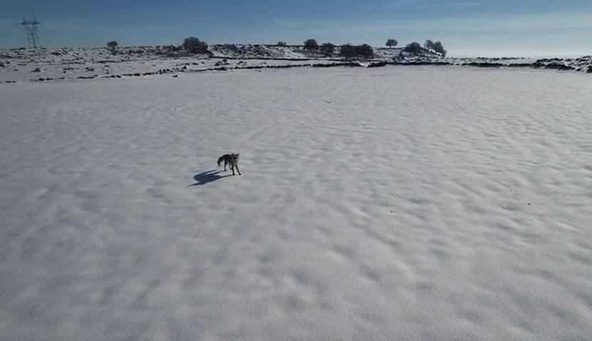 Tilki İle Dronun Eğlenceli Mücadelesi Kamerada