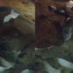 Urfa’da akıma kapılan inekler telef oldu!