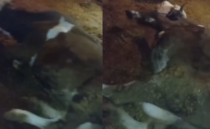 Urfa’da akıma kapılan inekler telef oldu!