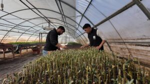 Büyükşehir 30 bin fidanın üretimine başladı!