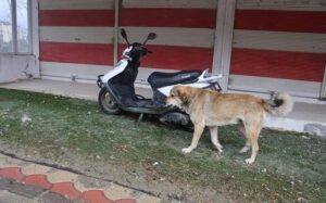 Hatay'da 4 mahalle karantinaya alındı!