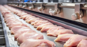 Tavuk ihracatı durduruldu!