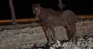 Urfa'da otomobil ile at arabası çarpıştı: Yaralılar var