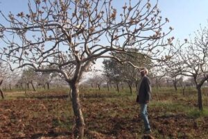 Urfa'da yoğun kar yağışları çiftçinin yüzünü güldürdü!