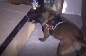 Zehir tacirlerine dev operasyon: Yüzlerce kilo ele geçirildi!