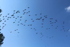 Dünya çapında öneme sahip! Urfa'da 1977 yılından bu yana koruma altında!