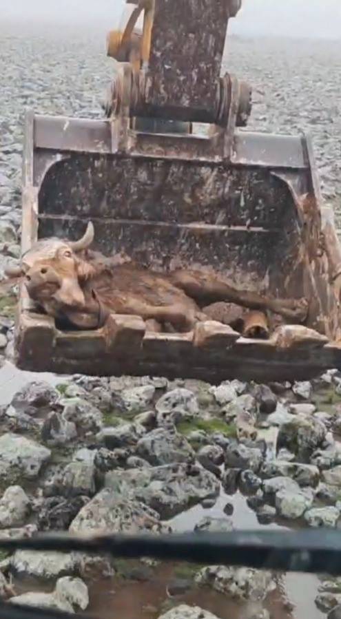 Şanlıurfa'da çamura saplanan inek kepçe yardımıyla kurtarıldı!