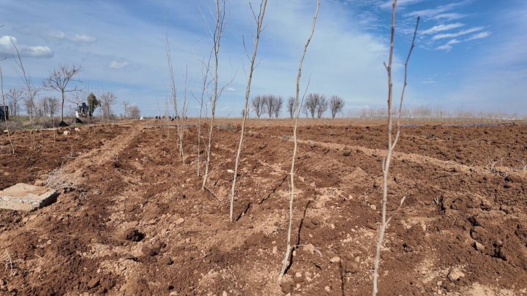 Urfa Büyükşehir Belediyesi’nden 20 bin çınarlık yeşil hamle!