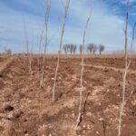 Urfa Büyükşehir Belediyesi’nden 20 bin çınarlık yeşil hamle!