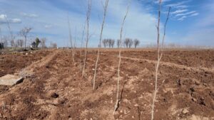 Urfa Büyükşehir Belediyesi’nden 20 bin çınarlık yeşil hamle!