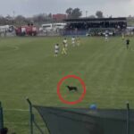 Yeşil sahada davetsiz misafir!