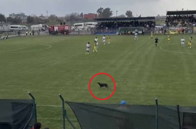 Yeşil sahada davetsiz misafir!