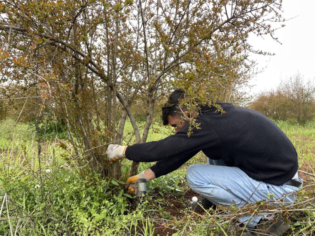 AB tescilli Suruç narında budama zamanı!