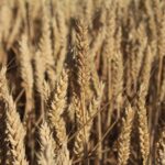 Dünya tahıl üretiminde tarihi rekor!