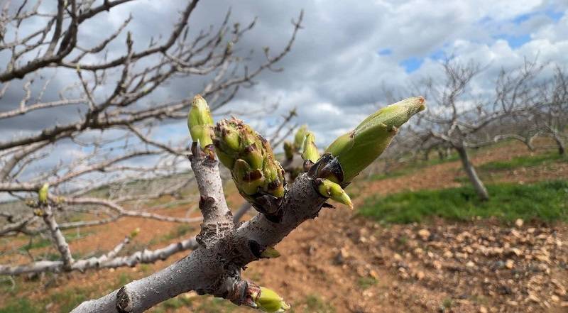 Fıstık üreticileri dikkat!