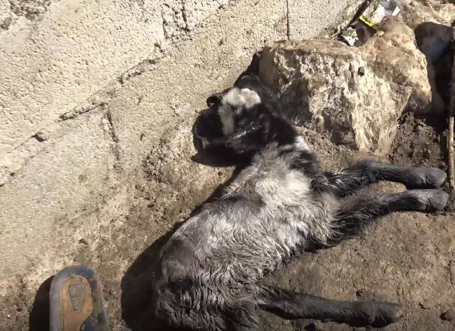 Heyelan nedeniyle ahır çöktü: Onlarca hayvan telef oldu!