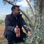 Şanlıurfa’da zeytin üreticilerine kritik uyarı!