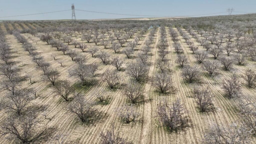 Urfa'da badem üretiminde zirveye yaklaşıyor!