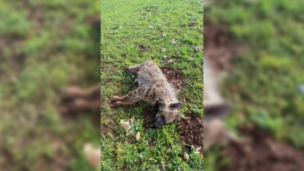 Urfa'da köpeklerin saldırdığı sırtlan telef oldu!