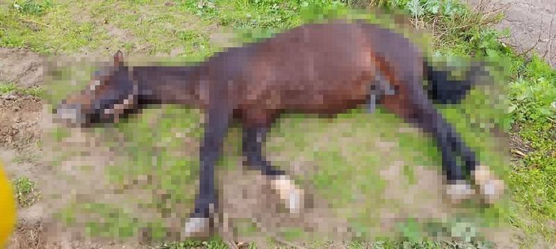 Urfa'da yıldırım isabet eden at telef oldu!
